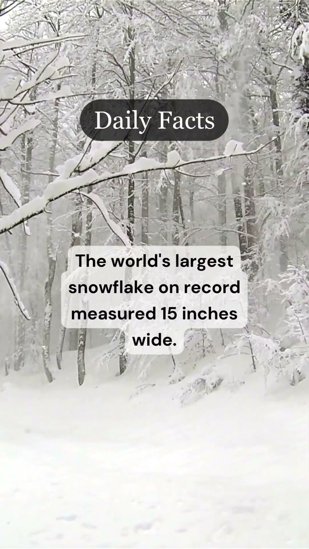 The World's Largest Snowflake On Record Measured 15 Inches Wide - YouTube