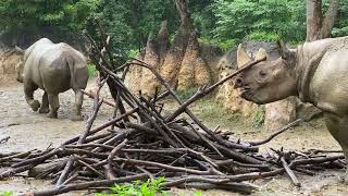 八木山動物公園　ヒガシクロサイ　アース　ユキ　ラン