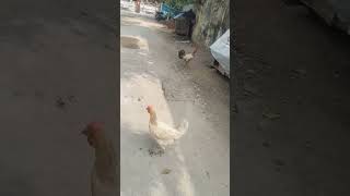 🐓 ஓனர் சார் பக்கத்து கொல்லைக்கு மேய்ச்சலுக்கு போலாமா😄😄😄 #funny_chicken