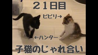 三毛猫と黒猫の子猫のケンカ（じゃれ合い）