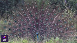 Enchanting Peacock Courtship Dance | Mesmerizing Beauty in Nature | Mating Dance