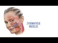 Facelift 101 The Differences Between Different Types of Facelifts  Aesthetic Minutes #Facelift