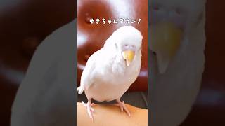 最後に何個目か教えてくれるインコ#shorts #おしゃべりインコ