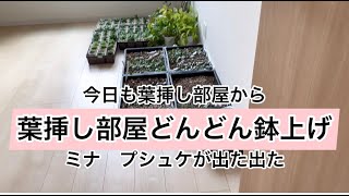 [多肉植物]葉挿し部屋〜待望のミナとプシュケ出た出た^_^私の戯言