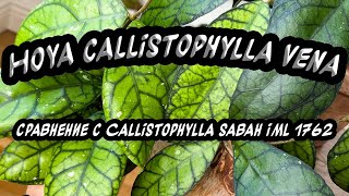 Hoya Callistophylla Vena Сравнение с Callistophylla Saba IML 1762