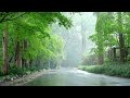 the road to the deep green forest. rain sound that calms your mind deep sleep and meditation asmr