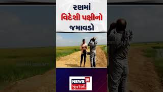 Kutch News : રણમાં વિદેશી પક્ષીનો જમાવડો | Migratory Birds | Exotic Birds | Gujarati News | N18S