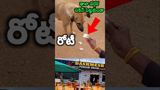 కుక్కకి రోటీ వద్దు అంట..! చికెన్ ముక్కలు కావాలంట ఫ్రెండ్స్😋 #dogsofinstagram #funny #comedy #animals