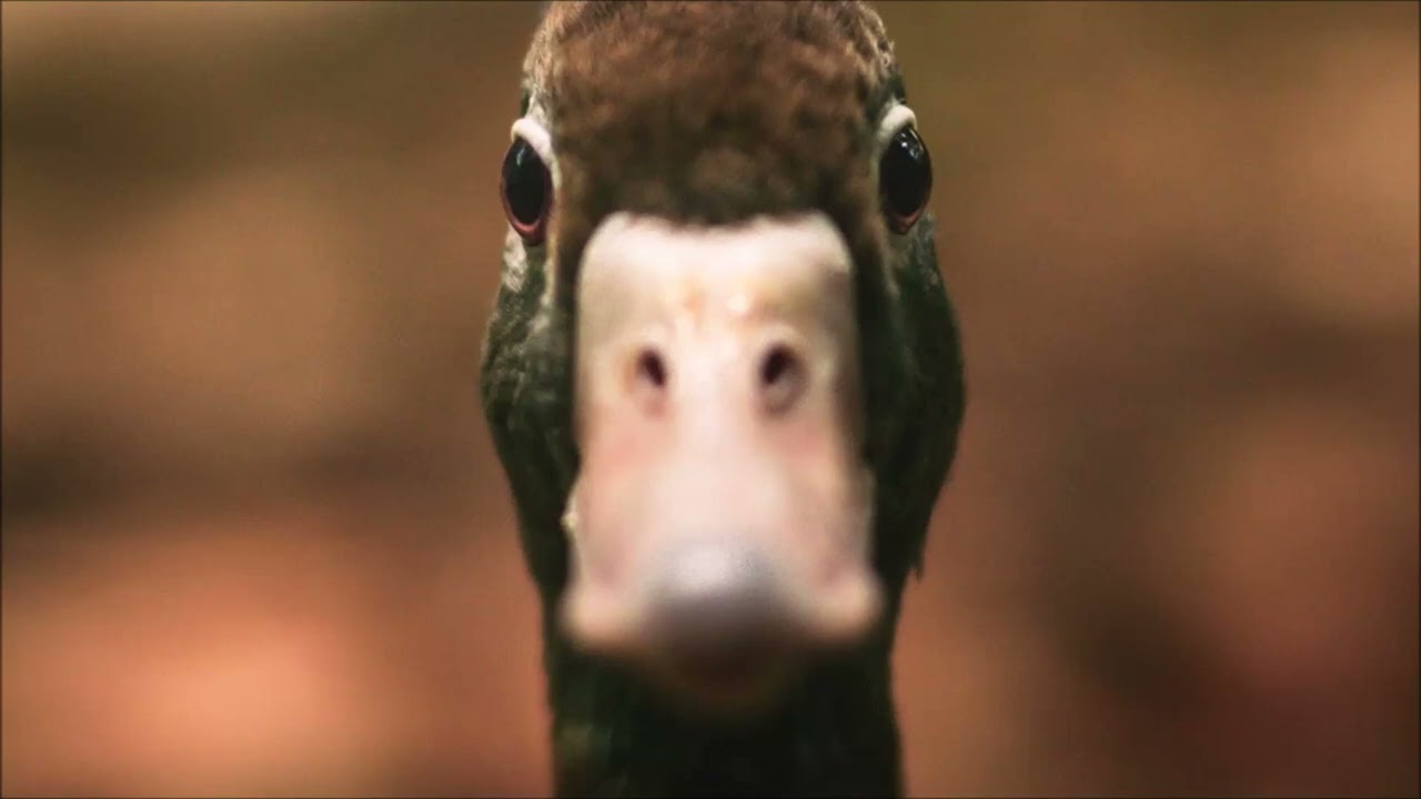 Single Duck Quack Sound Effect | Animal Sounds - YouTube