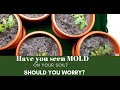 White Mold on your soil?  Is it good or bad?