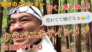 【きのこ採取】ウラベニホテイシメジ１日で１０９本、2日間で１３０本、駄キノコ合わせると２００以上