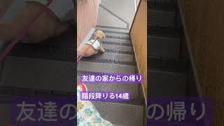 【14歳トイプー階段降りる】何歳でも健康に。#トイプードル#シニア犬 #dog