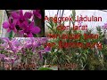 Anggrek Jadul Anggrek Dendrobium Larat,dendrobium Super biens,dan Dendrobium Bantimurung