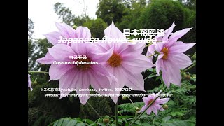 空を泳ぐ？！Swim in the sky? !!   皇帝ダリア（こうていだりあ） Dahlia imperialis    季節の花　日本花図鑑　Japanese flower guide