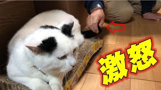 尻尾触られ怒る猫！