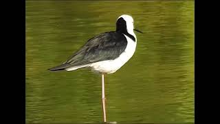 Pied Stilt