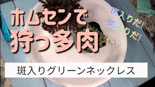 【狩っ多肉】ホムセンで出会った斑入りグリーンネックレス