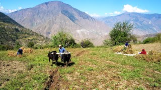 dharme family's farming in the village || village farming system in rural Nepal