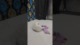 பாப்பா பட்டு எங்க #labrador #tamilpets #comedyfilms #tamilmusic #comedymovies #pets #petsong #dog