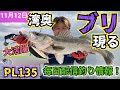 【東京湾奥】鰤(ブリ) 釣れる！！