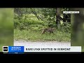 canada lynx spotted in vermont for first time in years