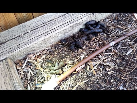 Raccoon Poop Waste Identification Raccoon Poop Waste Identification