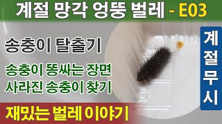 벌레 다큐 재밌는 송충이 이야기 똥싸는 장면 겨울 나비 애벌레 귀여운 모습 사라진 송충이