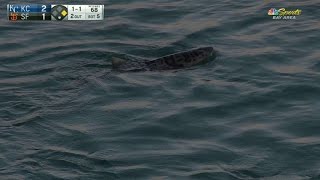 KC@SF: Shark is spotted lurking around McCovey Cove