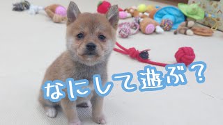 【豆柴】子犬　12/7　女の子♀　摂州宝山荘　mameshiba dog Puppy （mame shiba inu)