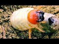 whitish_yellow and c shaped white_grub melolontha coleoptera scarabaeidae