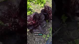 Heres my vege garden tour as a beginner gardener! Love watching them all grow in Spring - so