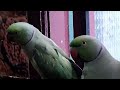 அபி வளர்க்கும் இரண்டு கிளி பேசியது இனிமை அழகு two parrot speech beautiful video