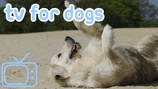 Dog Vision! Take a Virtual Dog Walk to Keep Your Dog Entertained!