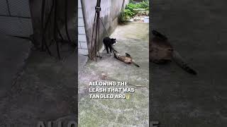 Border Collie Uses Its Intelligence to Dominate a Provoking Cat