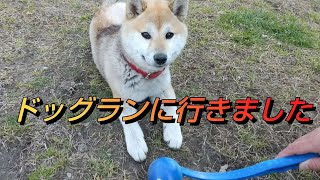 【睦沢町のドッグラン】豆柴あんず 大型犬と一緒に遊んでもらいました🎵