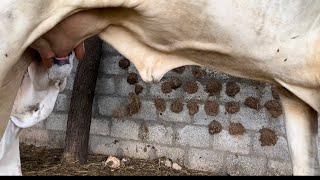 #gomatha #mothercow #feeding #milk to #baby #calf