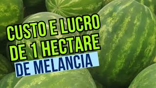 Custo e Lucro de 1 hectare de Melancia!