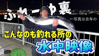 【ふれーゆ裏】水中にカメラ落としたらあの子が沢山居た