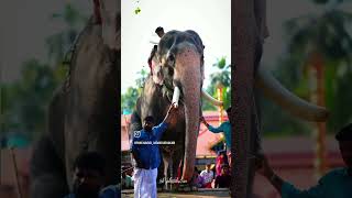 #elephant #aanaperuma #aana #aanakotta #pooram #aanapappan