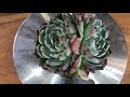 🌵💥초보다육파파_루비브러쉬_echeveria chihuahuaensis rubyblush_키우기💥🌵