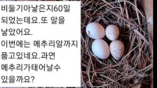 비둘기도 메추리알을 부화할수있을까?