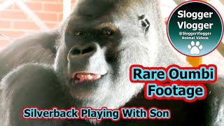 Rare Footage Alert -  Silverback Oumbi \u0026 Shufai's Interaction