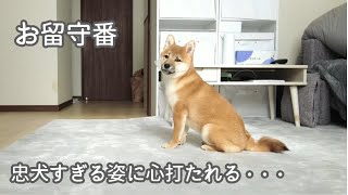 柴犬のお留守番を隠し撮りしたら忠犬ぷりに心打たれました