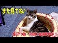 右手ばっかりナメナメする猫リキちゃん☆グーナメする姿が可愛すぎて永遠に見てられる♥【リキちゃんねる　猫動画】cat video　キジトラ猫との暮らし