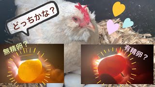 おチビちゃんがママに⁉️めちゃくちゃ簡単！有精卵と無精卵の見分け方！