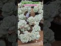 바닐라비스금 먼로철화 특가 다육이정원 나훈아 기장갈매기 다육이 succulent