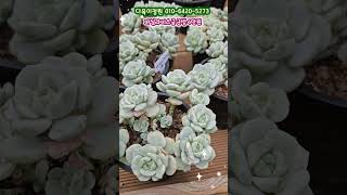 바닐라비스금 #먼로철화 특가 #다육이정원 #나훈아 #기장갈매기 #다육이 #succulent