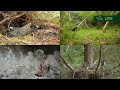 🔴 live wildlife cameras 🪺 11 june 🌺 bbc springwatch 2023