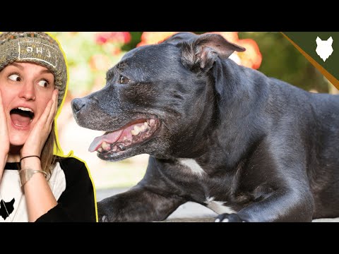 How much do American Staffordshire terrier puppies cost?