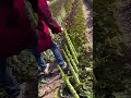 The process of quickly cutting lettuce leaves